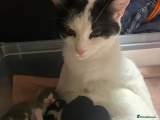 Mixed Breed cats Two kittens left - Advert 1