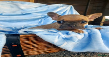 French Bulldog dogs - Advert 3
