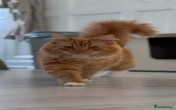Mixed Breed cats for sale: 1 year old ginger cat for rehoming  - Image 1