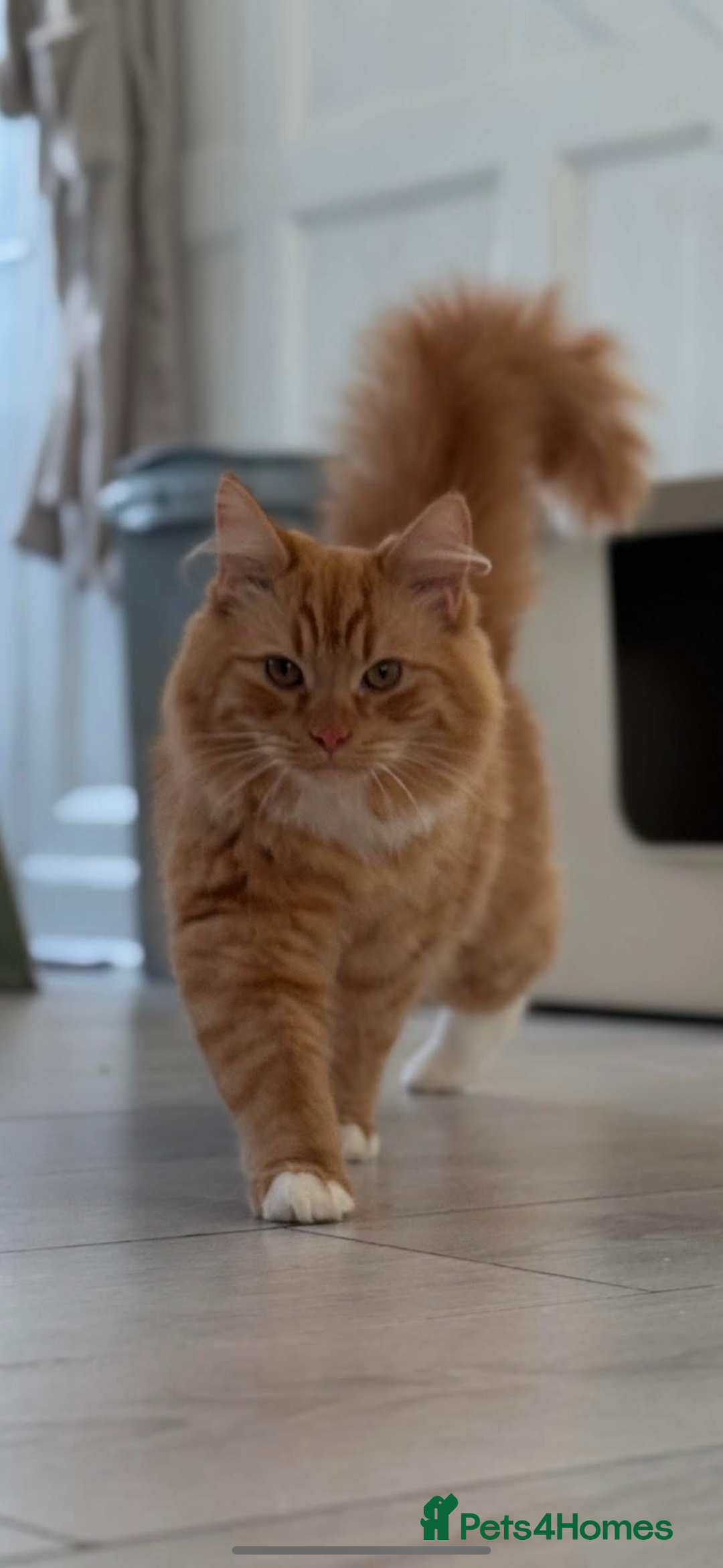 Mixed Breed cats for sale: 1 year old ginger cat for rehoming  - Image 1