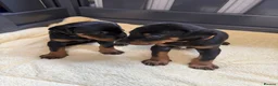 Dobermann dogs for sale: 2 Girls left. Champion lines, Health tested - Advert 1