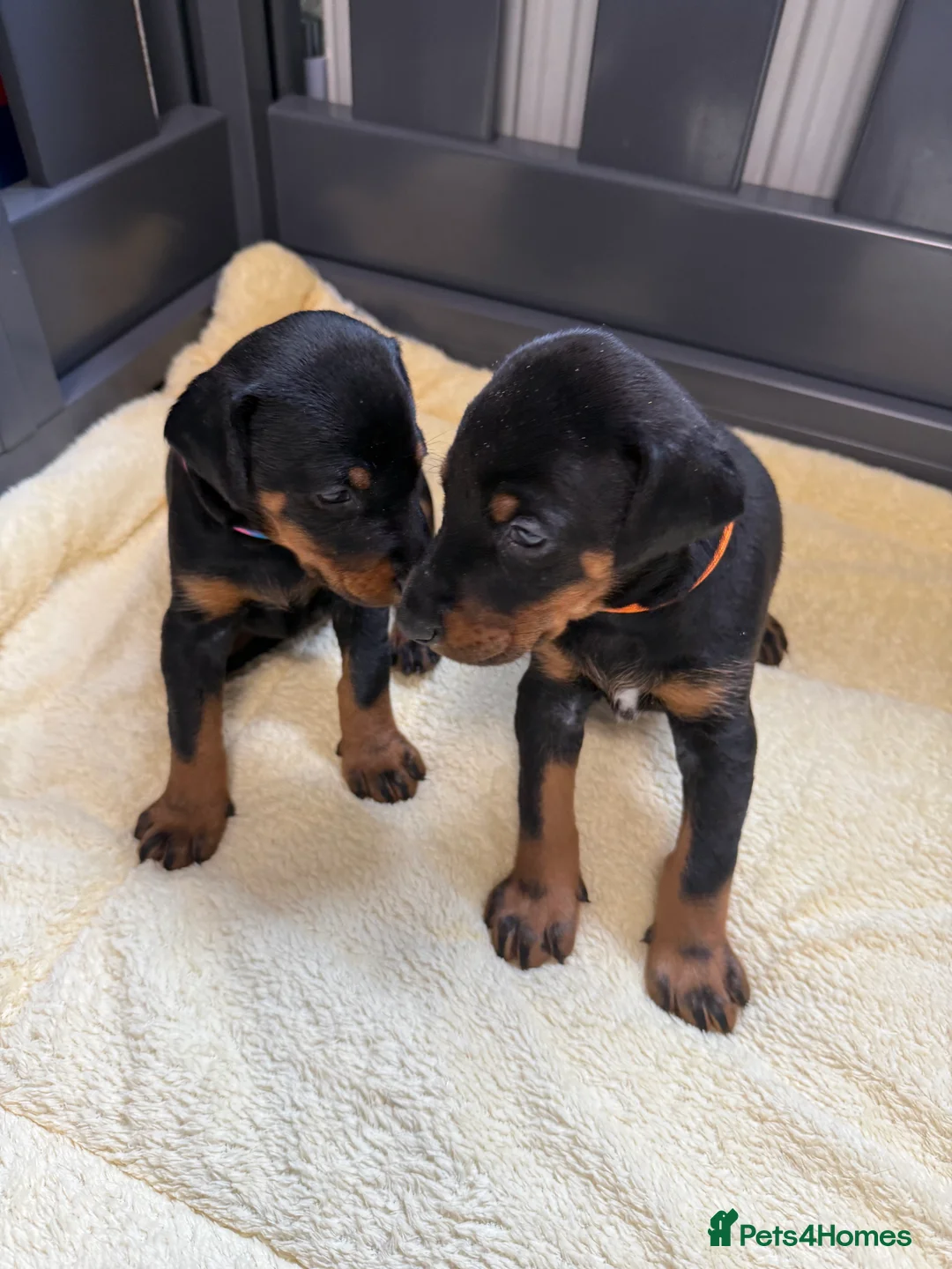 Dobermann dogs for sale: 2 Girls left. Champion lines, Health tested - Advert 1