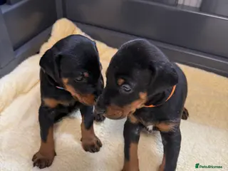 Dobermann dogs Champion lines, Health tested KC Dobermann puppies - Advert 2