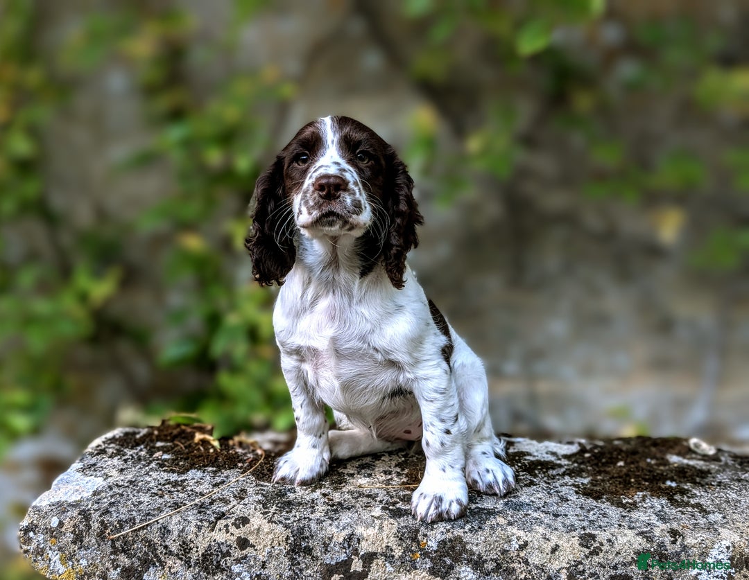Cocker Spaniel dogs for sale: Beautiful Cocker Spaniel Puppy - Image 12