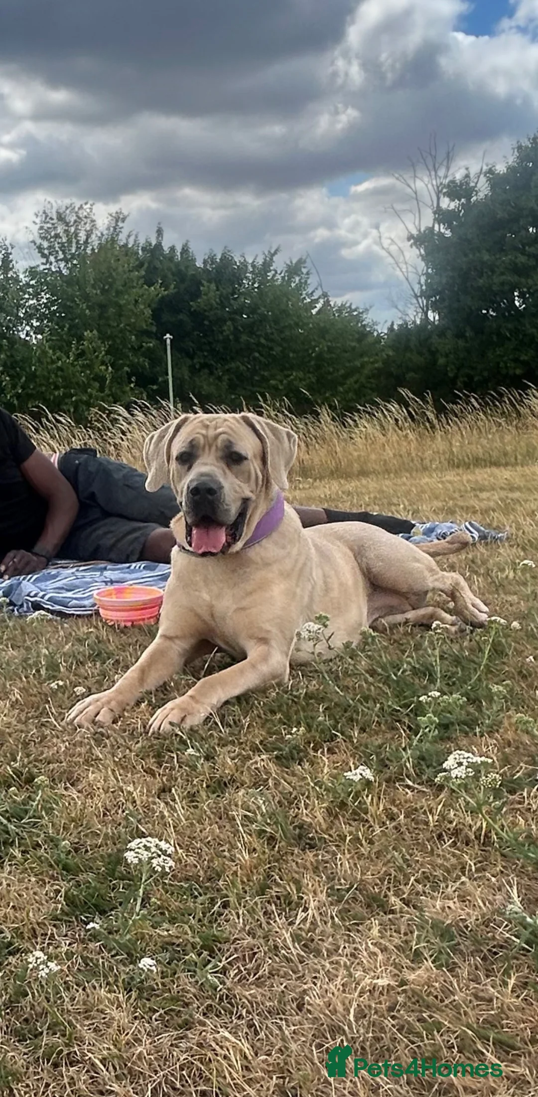 Mixed Breed dogs for sale: 🐾 Stunning Cane Corso Cross Puppies–Ready Soon 🐾 - Advert 2