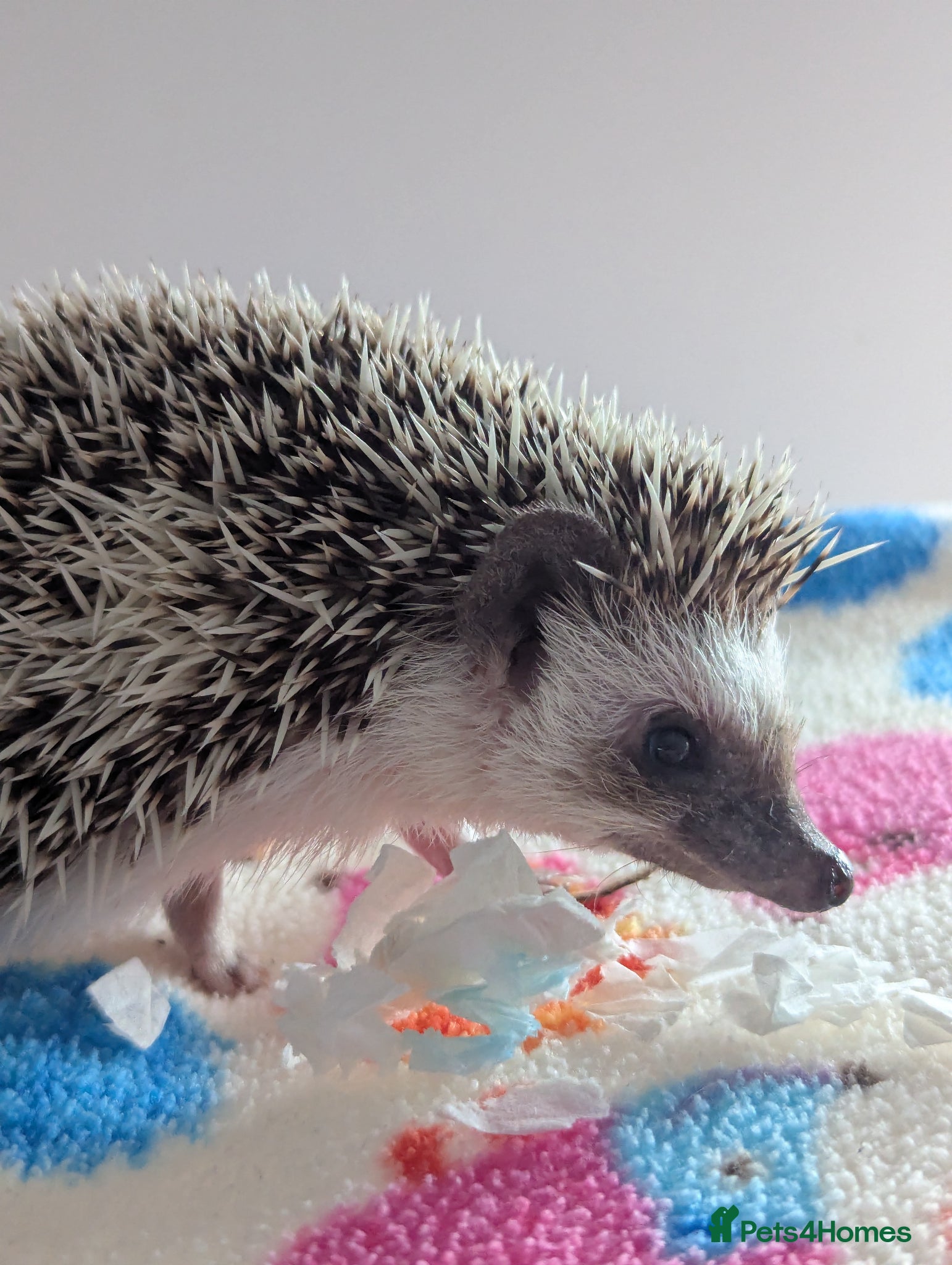 Pygmy Hedgehog rodents Gorgeous 11 week old Female/Ready Now!!! - Advert 2