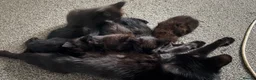 Mixed Breed cats for sale: Kittens  in Luton - Advert 12
