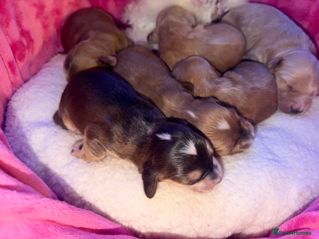 Cockapoo dogs for sale: Cockapoo pups  - Advert 4