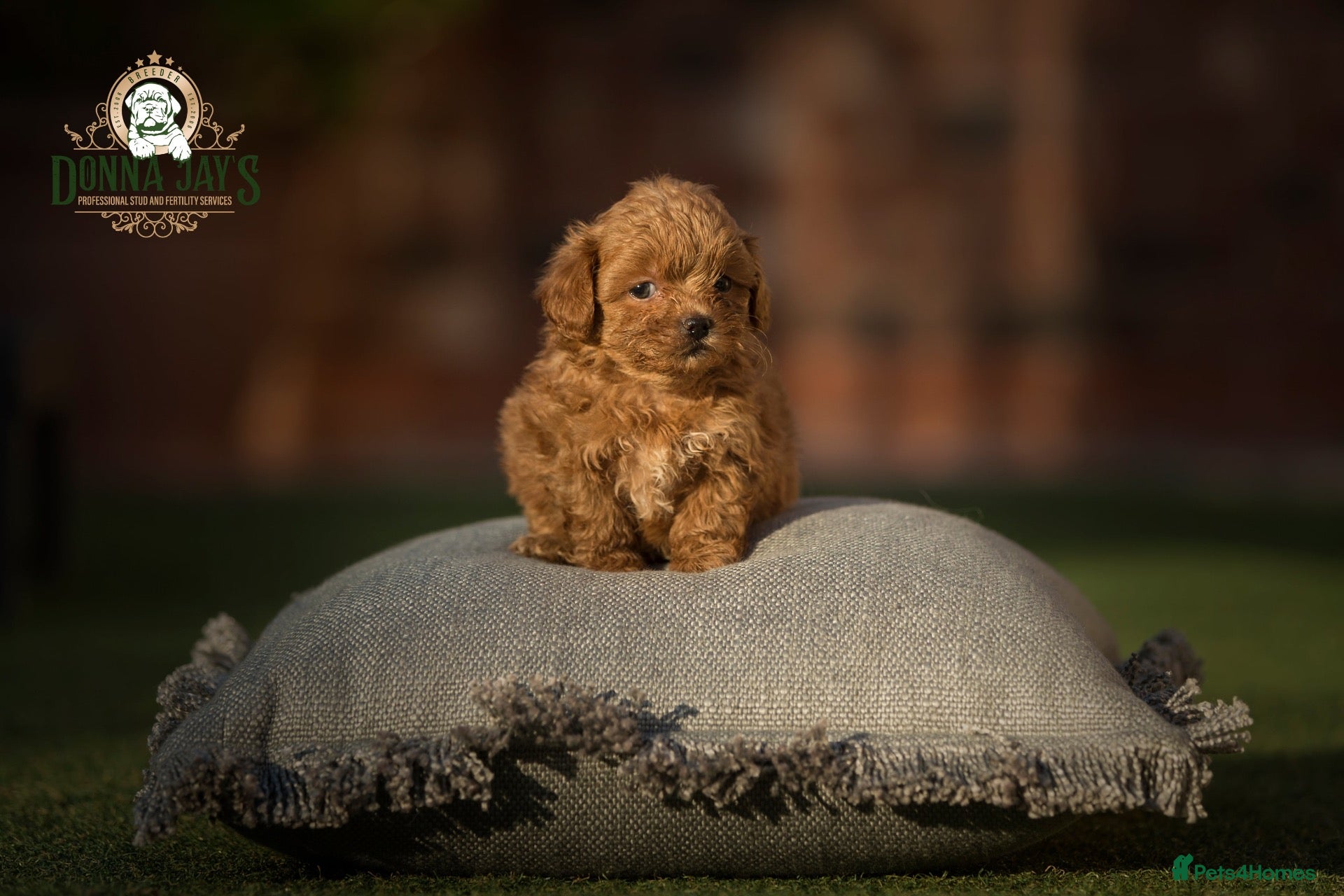 Shihpoo dogs ✨Rare Little Beauty from Donna Jays CelebrityK9s✨ - Advert 1