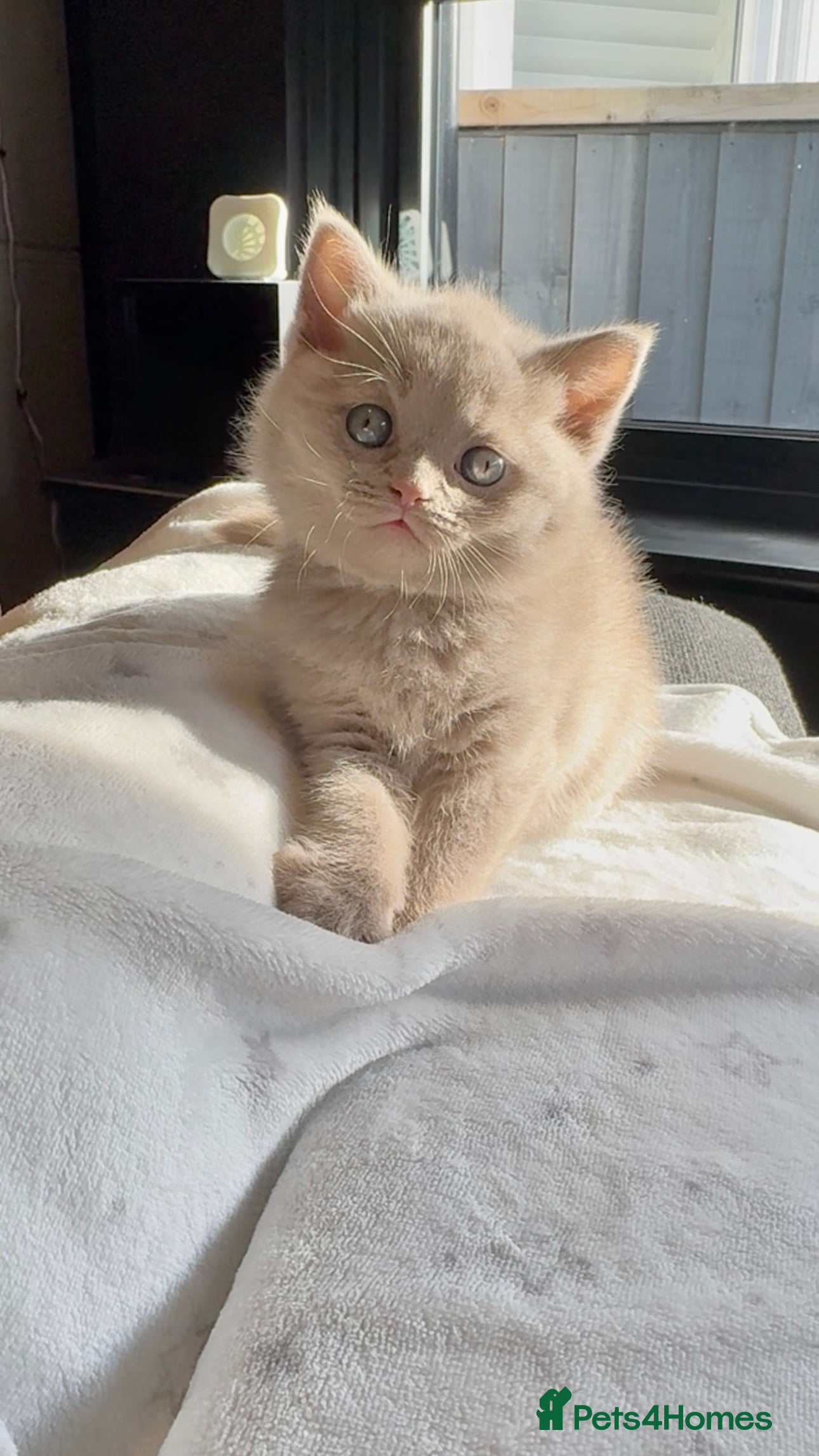 British Shorthair cats Cinnamon British shorthair kittens - Advert 7