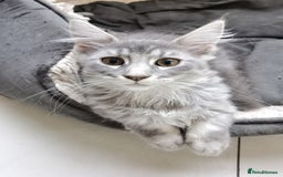Maine Coon cats for sale: Four beautiful Maine Coon kittens-two girls left - Image 10