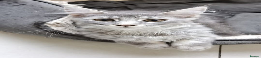 Maine Coon Kitten 2