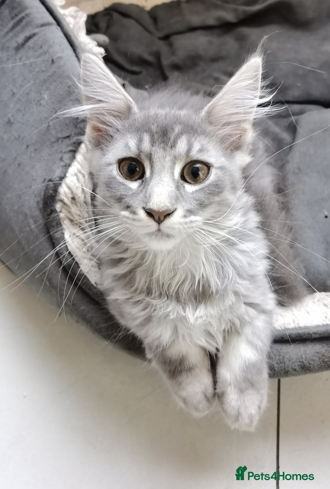 Maine Coon cats for sale: Four beautiful Maine Coon kittens-two girls left - Image 10