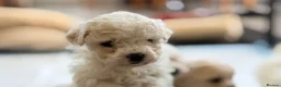 Maltipoo dogs for sale: Asian Toy Maltipoos  - Advert 7