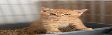 British Shorthair 1