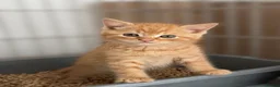 British Shorthair cats for sale: Beautiful Kittens - Advert 3