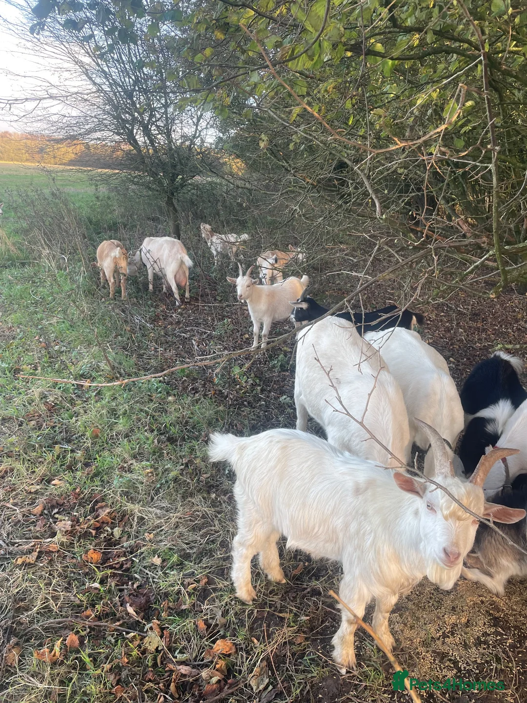 Goats livestock for sale: Goats - Advert 1