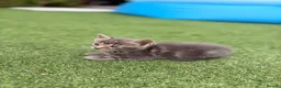 Mixed Breed cats for sale: 2 female kittens for sale  in Bilston - Advert 2