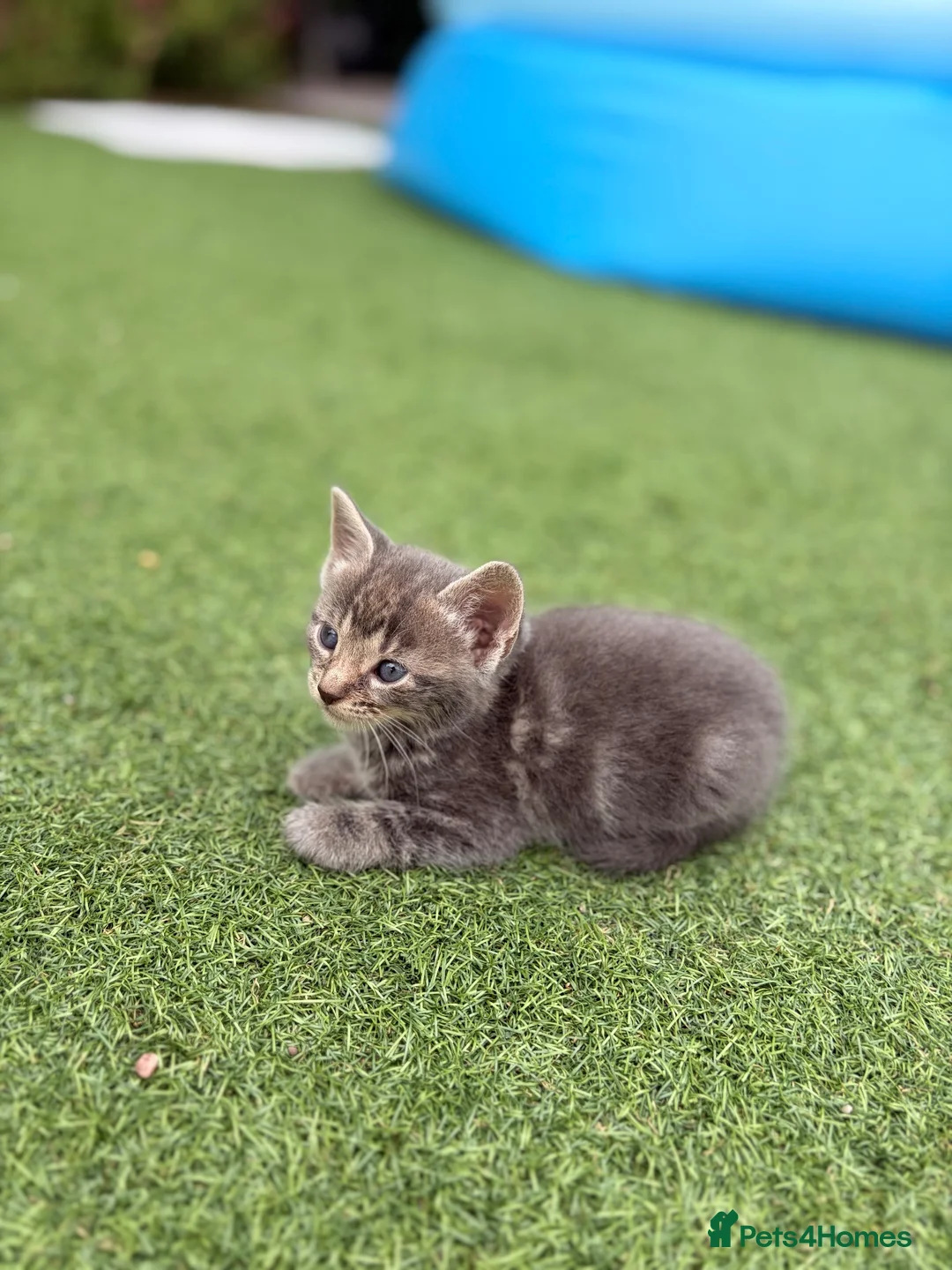 Mixed Breed cats for sale: 2 female kittens for sale  in Bilston - Advert 2