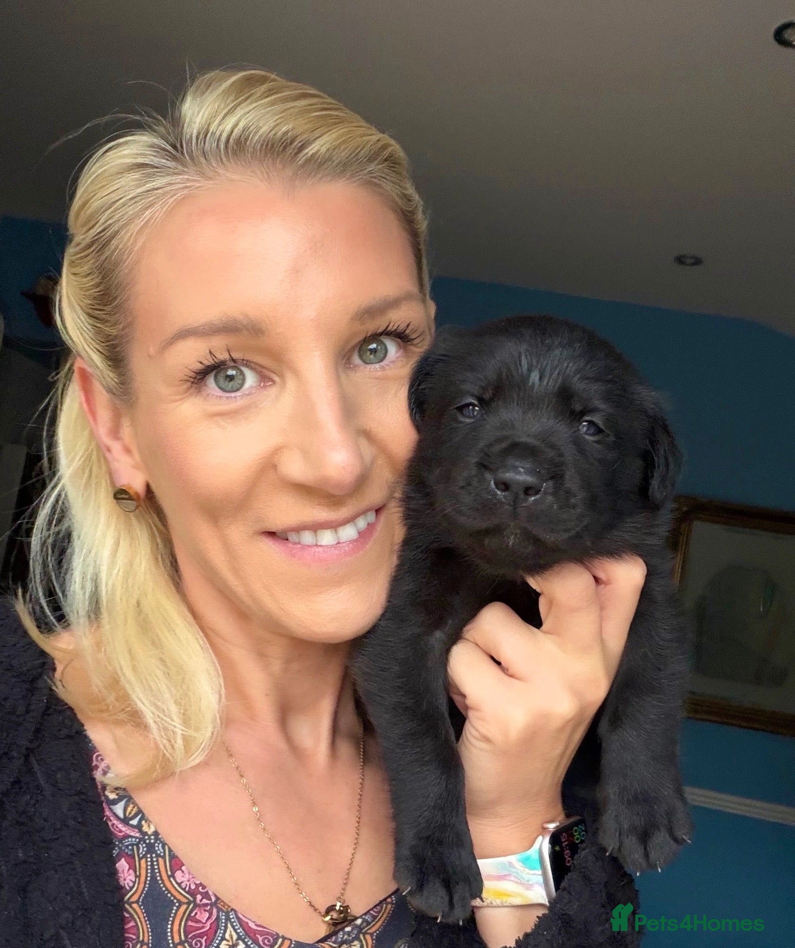 Labrador Retriever dogs Deposits now being taken ♥️KC Registered labs❤️ - Advert 1