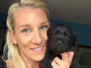 Labrador Retriever dogs Deposits now being taken ♥️KC Registered labs❤️ - Advert 1