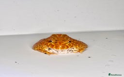 Frog reptiles for sale: Cute Strawberry Pac-Man frog  - Image 4