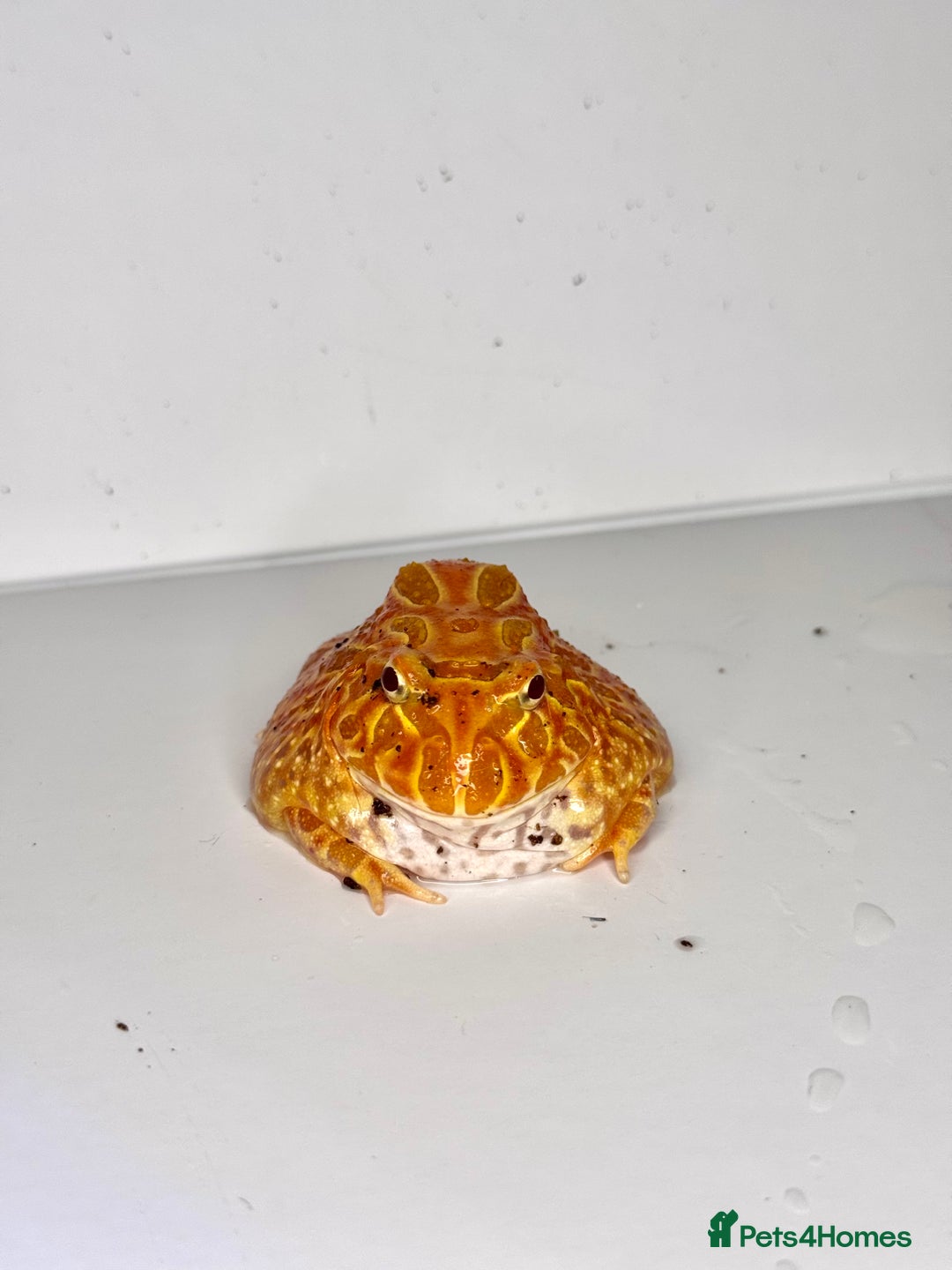 Frog reptiles for sale: Cute Strawberry Pac-Man frog  - Image 4