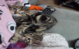 British Shorthair cats for sale: 4 beautiful kittens  - Image 3