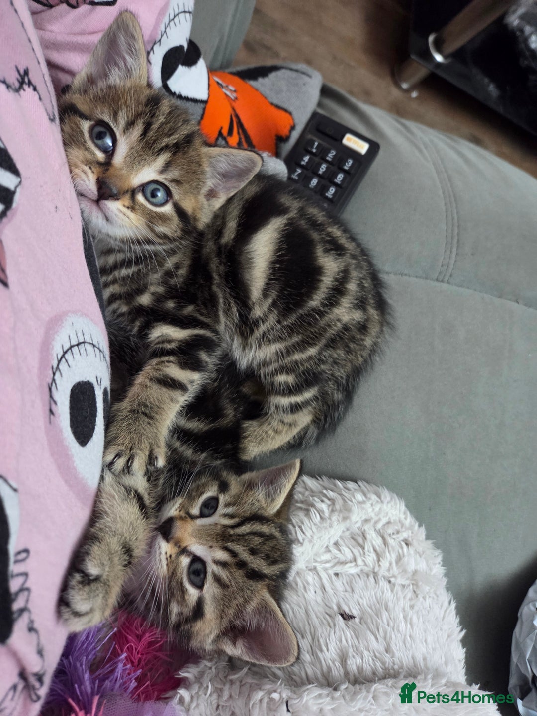 British Shorthair cats for sale: 4 beautiful kittens  - Image 3
