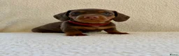 Miniature Dachshund dogs for sale: REDUCED £750 - Advert 26