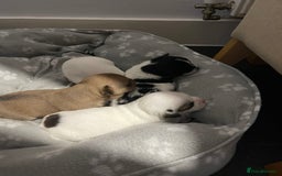 Mixed Breed dogs for sale: 3 puppies ready 21st November  - Image 9