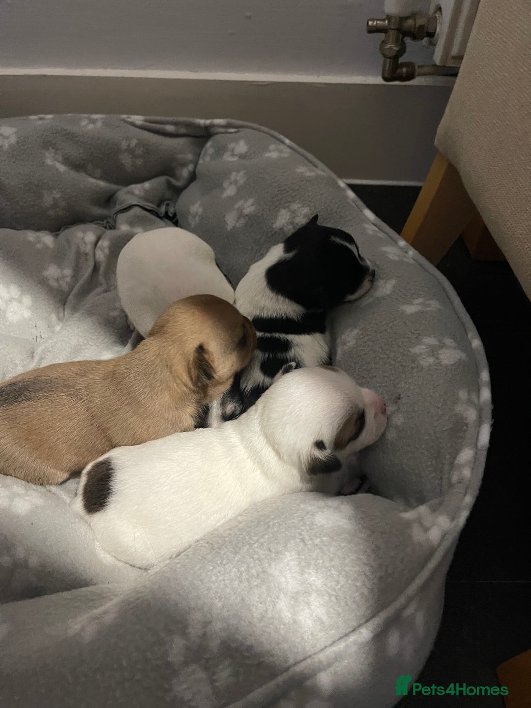 Mixed Breed dogs for sale: 3 puppies ready 21st November  - Image 9