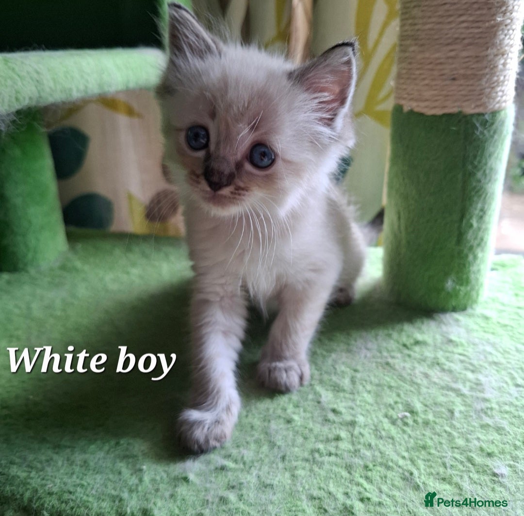 Ragdoll cats for sale: GCCF Gorgeous Pure Pedigree Ragdoll Kittens - Image 16