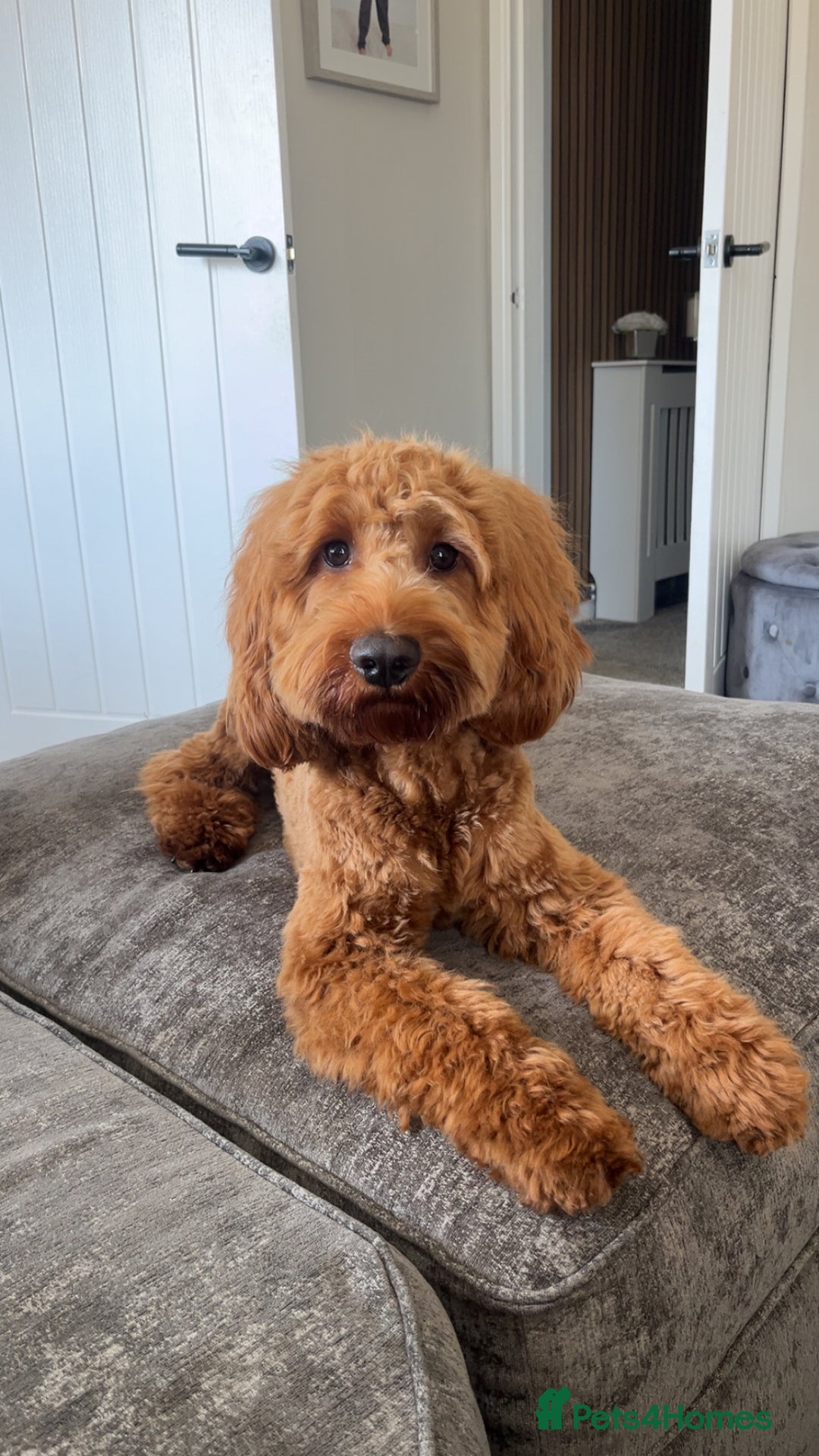 Cockapoo dogs for stud: Stunning F1 male cockapoo stud  - Image 1