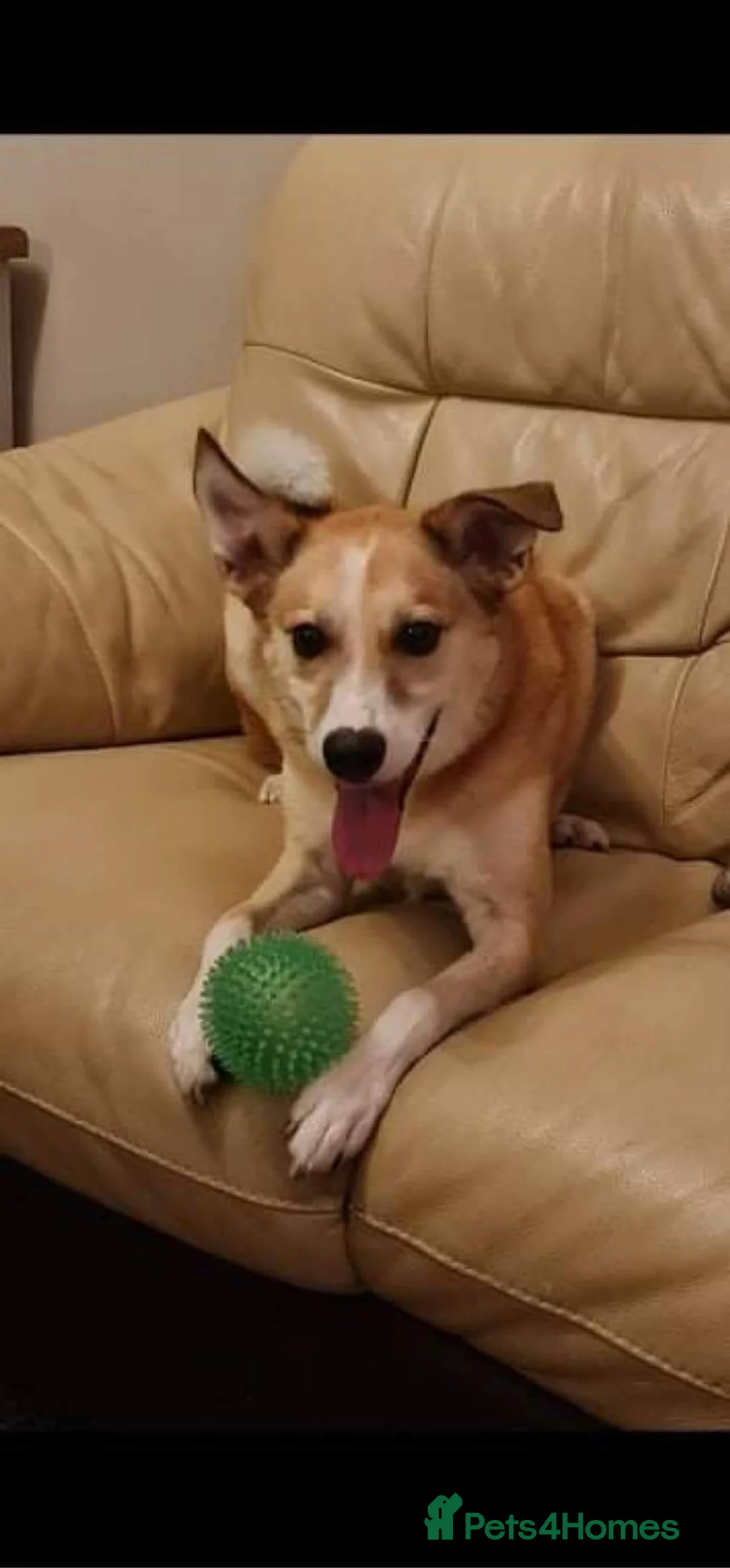 Mixed Breed dogs for adoption: Meet Bailey, currently residing in Wilshire in Calne - Advert 4