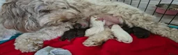 Cockapoo dogs for sale: Stunning F2 cockapoo puppies 3 weeks old - Advert 1