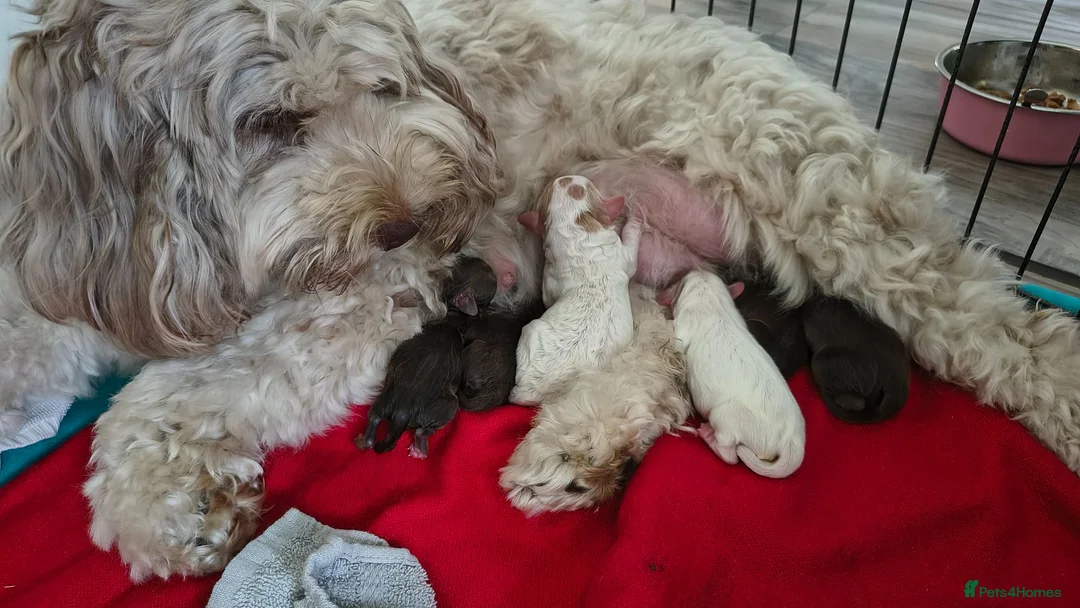 Cockapoo dogs for sale: Stunning F2 cockapoo puppies 3 weeks old - Advert 1
