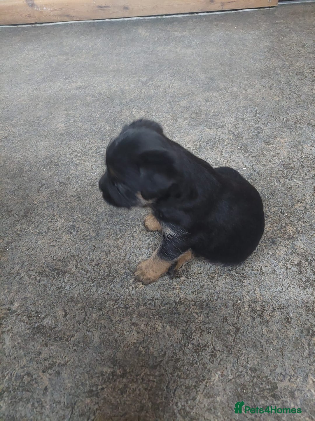 Border Terrier dogs for sale: Adorable Border Terrier pups for sale  - Advert 6