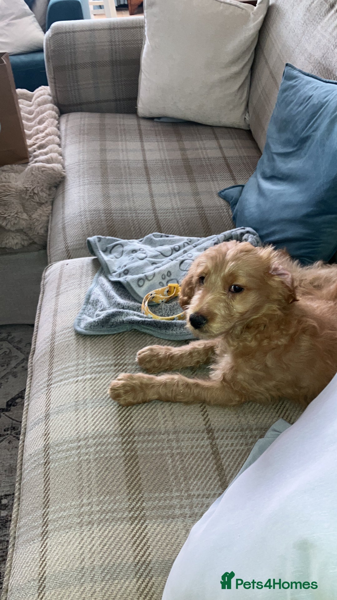 Goldendoodle dogs for sale: Beautiful loving Goldendoodle 12 weeks  - Image 3
