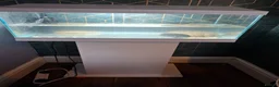 Axolotl reptiles for sale: 2 axolotl  in Wigan - Advert 1