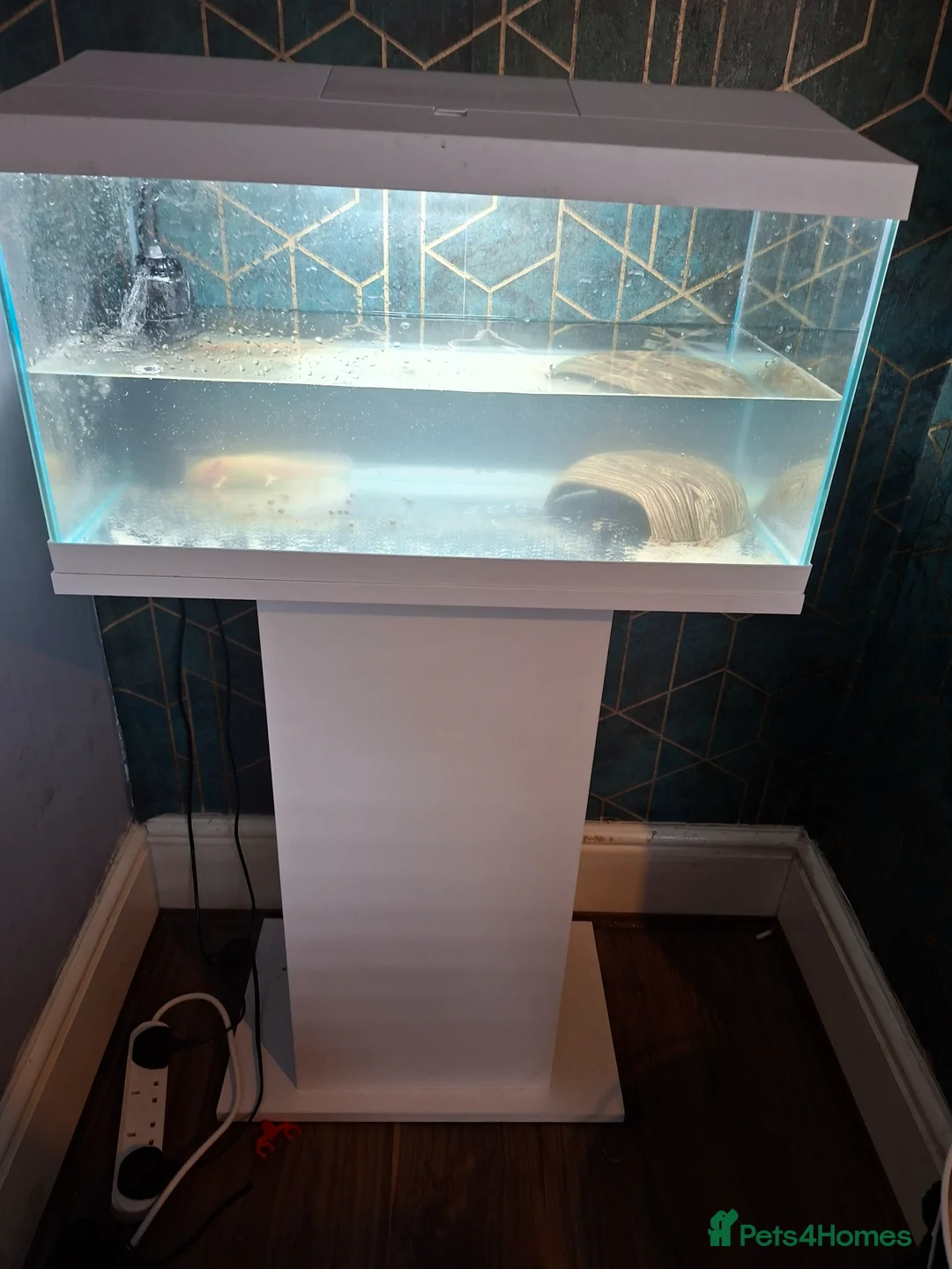 Axolotl reptiles for sale: 2 axolotl  in Wigan - Advert 1