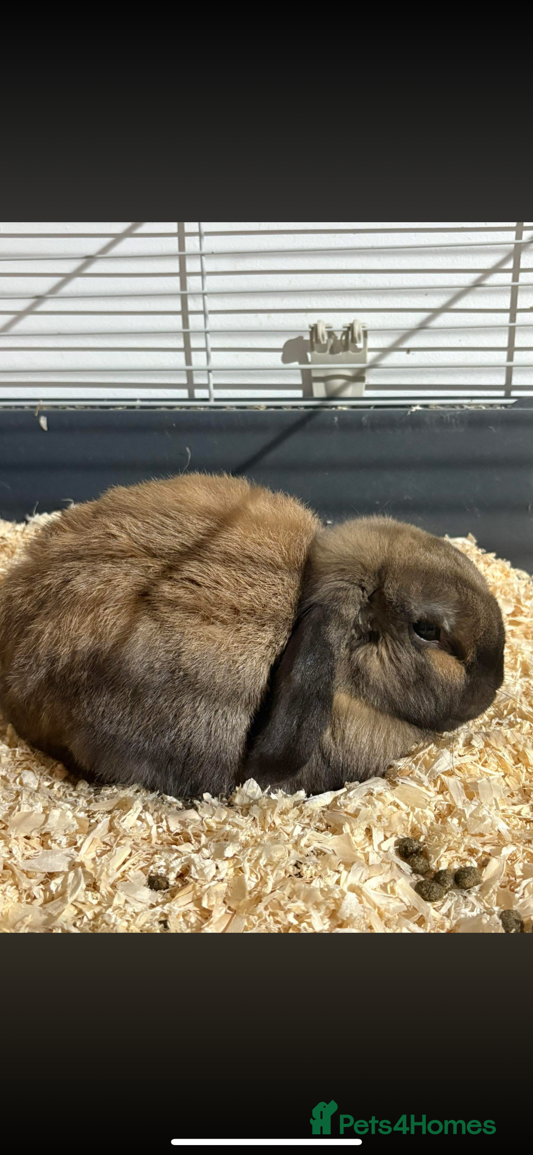 Dwarf Lop rabbits for sale: Indoor mini lop eared rabbit for sale with cage  - Image 2