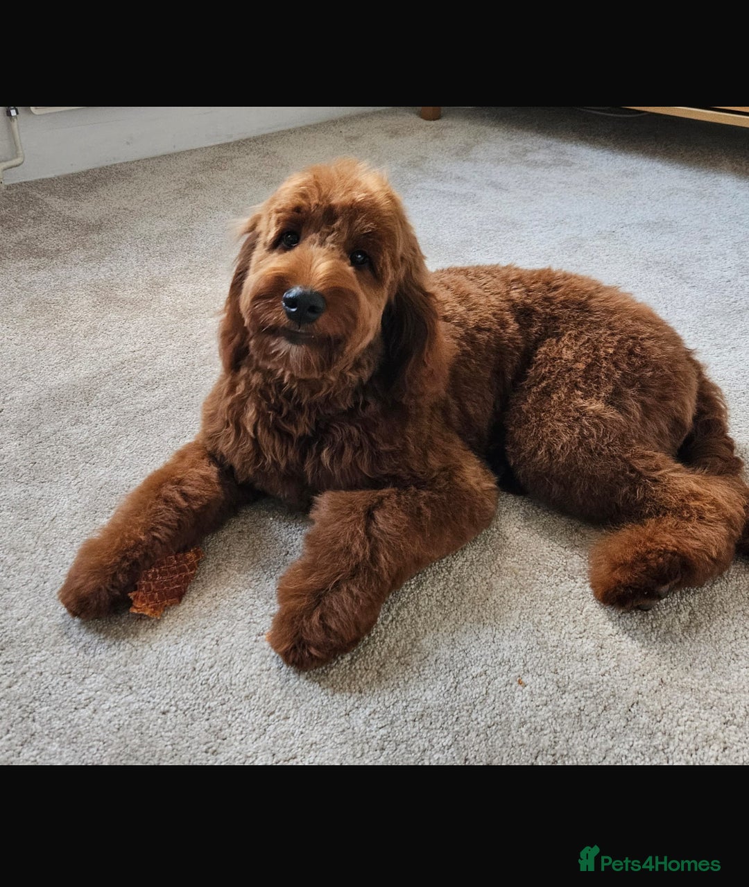 Irish Doodle dogs for sale: Stunning F1 mini Irish  Doodles  - Image 17