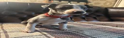 Whippet dogs for sale: 🐾 Exceptional KC Registered Whippet Puppies - Advert 2
