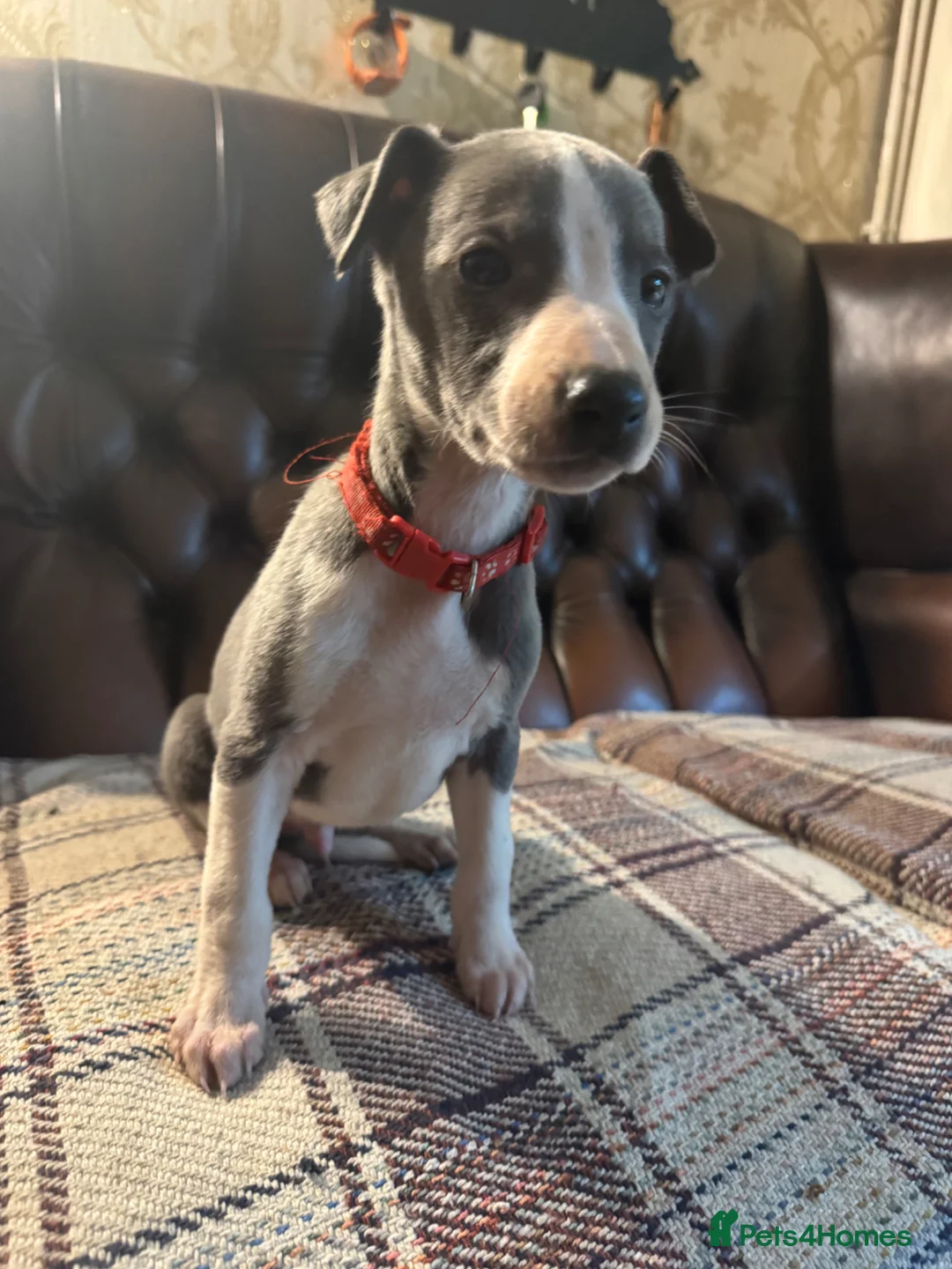 Whippet dogs for sale: 🐾 Exceptional KC Registered Whippet Puppies - Advert 2