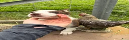 Border Collie dogs for sale: 4 Border Collie ISDS Registered Pups for Sale - Advert 17
