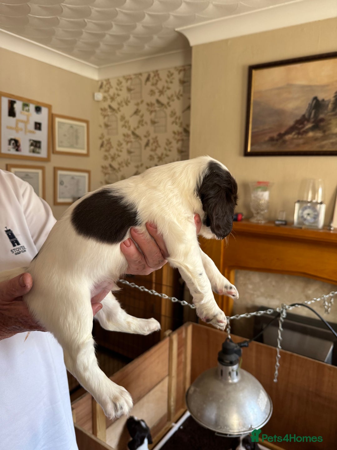 English Springer Spaniel dogs for sale: KC registered English Springer Spaniels  - Image 13