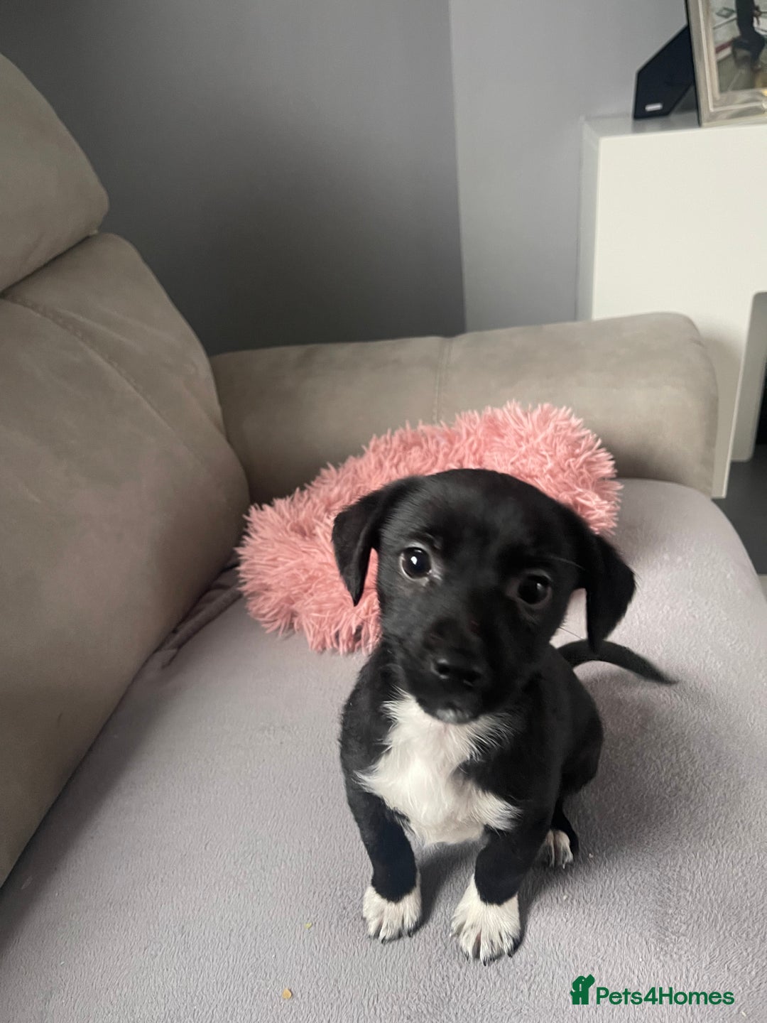 Jack Russell dogs for sale: Miniature jack  Russell puppy - Advert 3