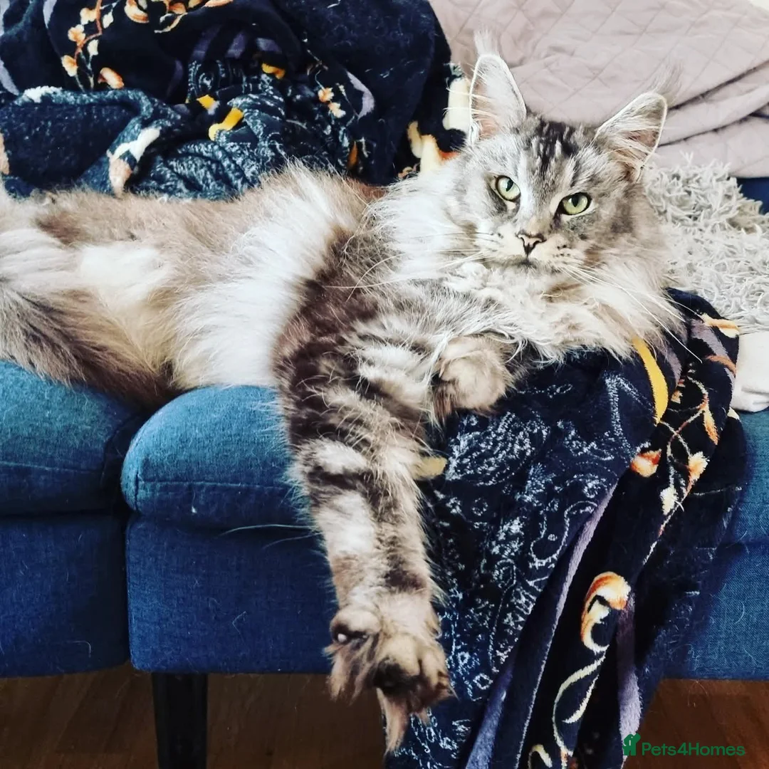 Maine Coon cats for sale: 🐾  King Arthur TitaniumCat 🐾 Reserved  - Advert 1
