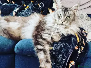 Maine Coon cats 🐾 King Arthur TitaniumCat 🐾 Reserved - Advert 8